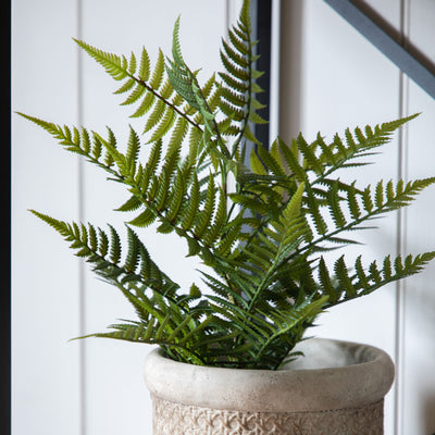 Lady Fern in Soil