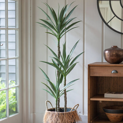 Yucca Tree Small