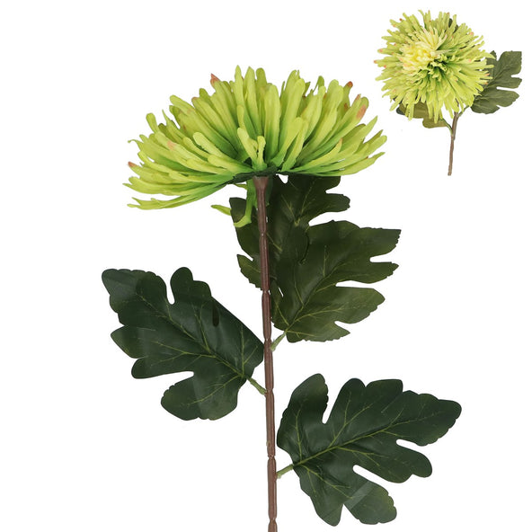 Chrysanthemum Green Giant Flower 75cm