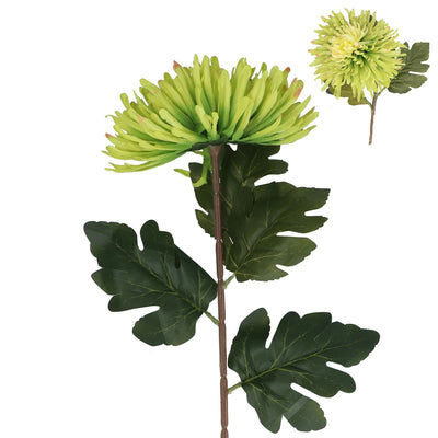 Chrysanthemum Green Giant Flower 75cm