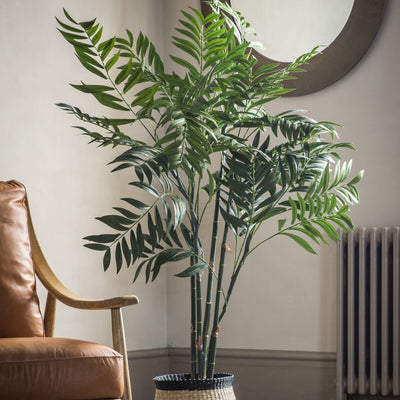 Areca Palm Tree Large