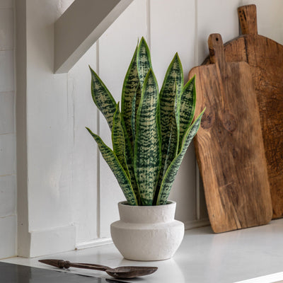 Snake Plant in a Ceramic Pot