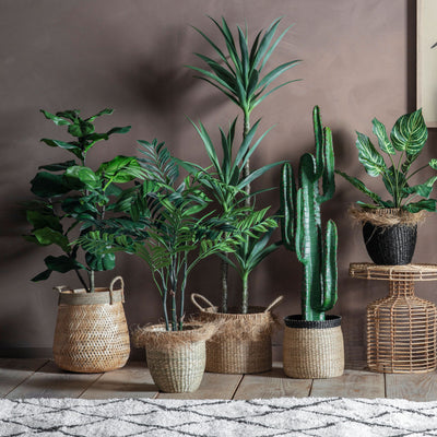Areca Plant Small