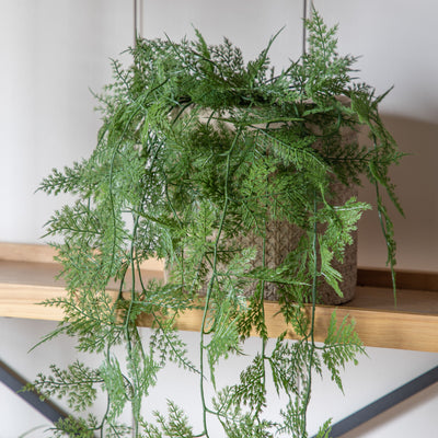 Trailing Wood Fern in Soil