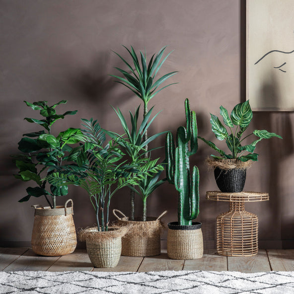 Yucca Tree Small – White Lotus Living