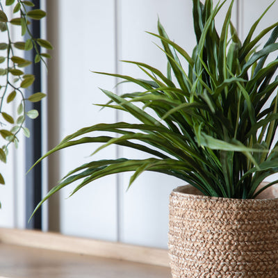 Wild Grass in Soil