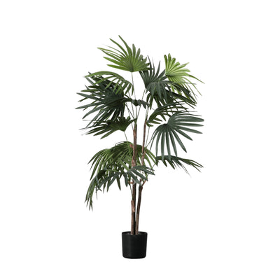 Chinese Fan Palm Large