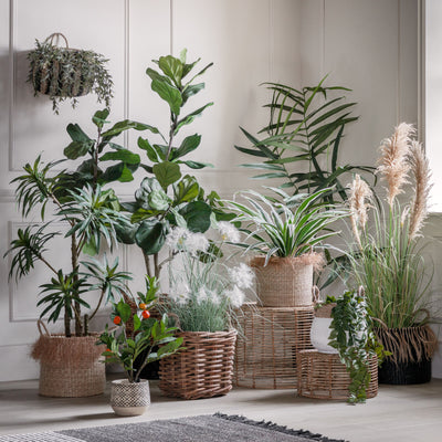 Kentia Palm Plant