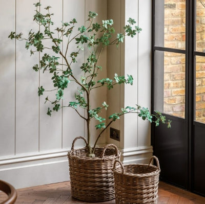 Potted Rhodoleia 5ft Tree