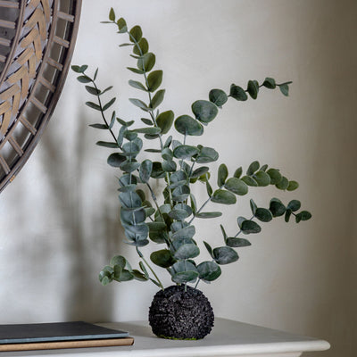 Eucalyptus in soil