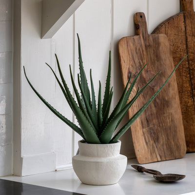Aloe Vera Plant in Ceramic Pot