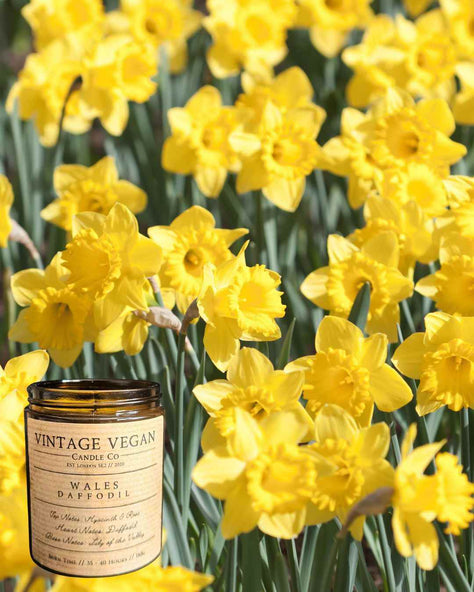 Wales Candle Daffodil Soy Wax Vegan Candle