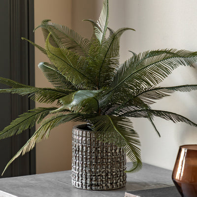Wide Fern in Decorative Pot