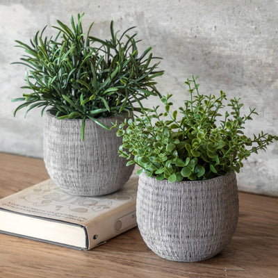 Potted Rosemary Set of 2