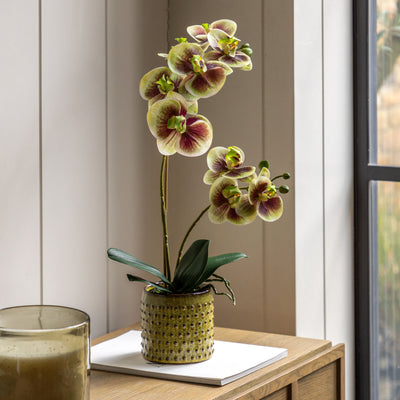 Orchid in Moss Green Pot