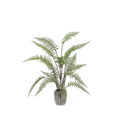 Tall Fern in Decorative Pot