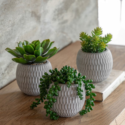 Potted Small Succulents Set of 3