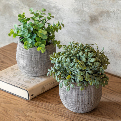 Potted Sage Set of 2