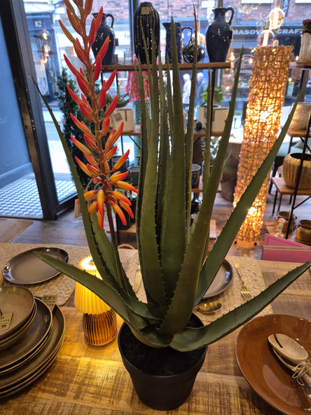 Aloe Potted Plant with Orange Flower