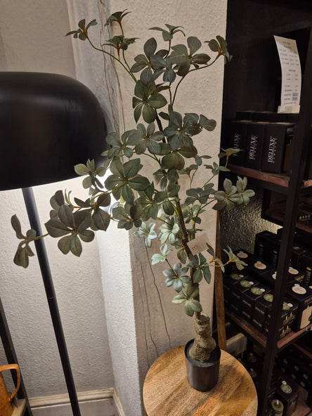 Potted Rhodoleia 3ft Tree