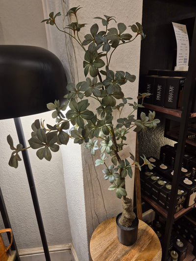 Potted Rhodoleia 3ft Tree