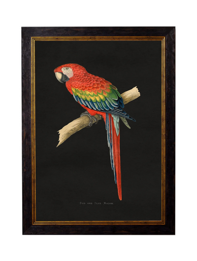 Red and Blue Macaw